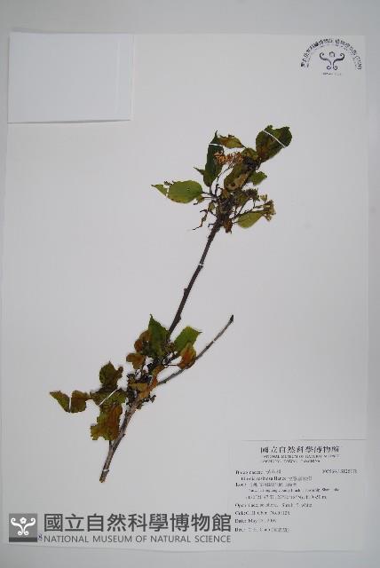 恆春厚殼樹藏品圖，第1張