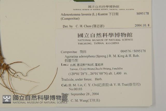 下田菊藏品圖，第2張