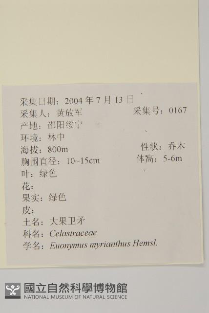 大果衛矛藏品圖，第2張