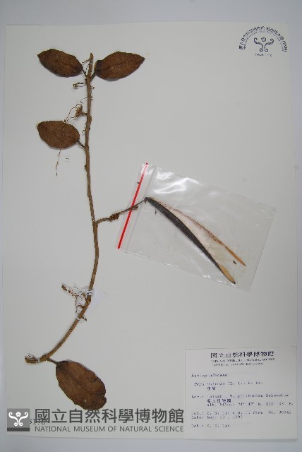 毬蘭藏品圖，第1張