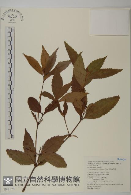 草珊瑚、紅果金粟蘭藏品圖，第1張