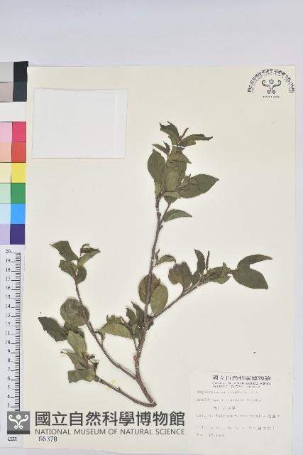 南仁五月茶藏品圖，第1張