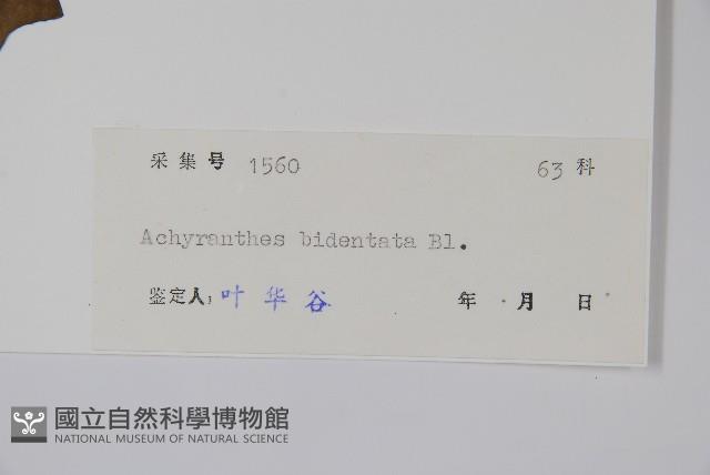 牛膝藏品圖，第2張