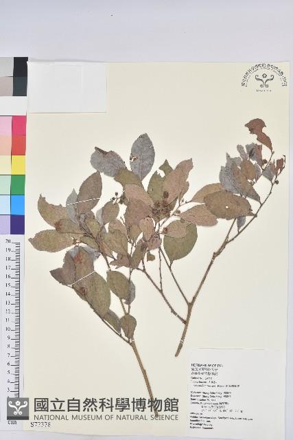 細葉饅頭果藏品圖，第1張