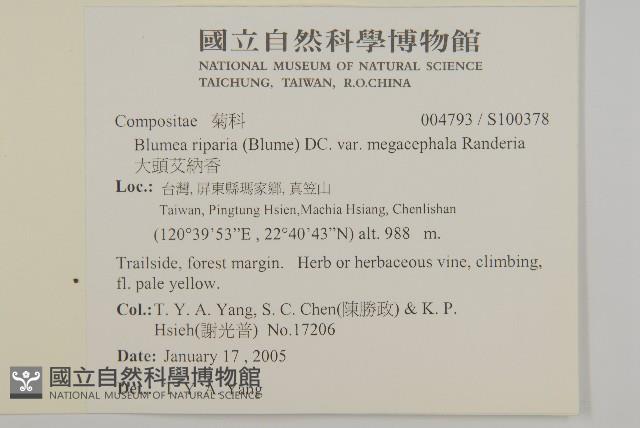 大頭艾納香藏品圖，第2張