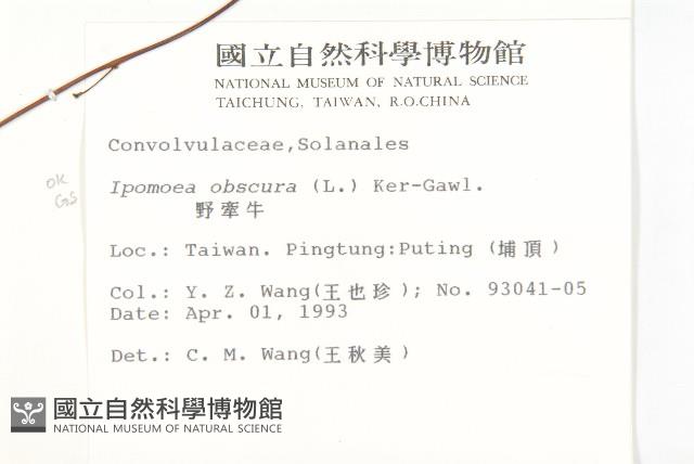 野牽牛藏品圖，第2張