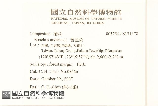 苦苣菜藏品圖，第2張