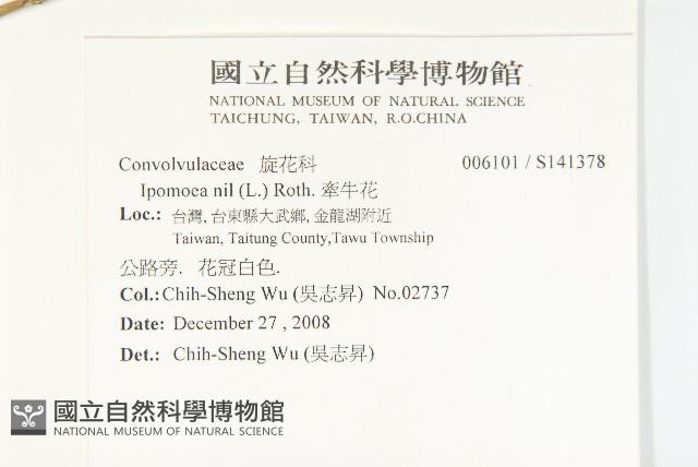 銳葉牽牛藏品圖，第2張