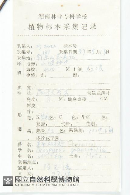 浙江柿藏品圖，第2張