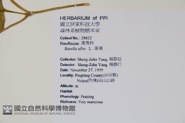 落葵藏品圖，第2張