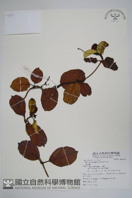 爬森藤藏品圖，第1張