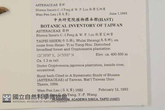 狹葉艾納香藏品圖，第2張