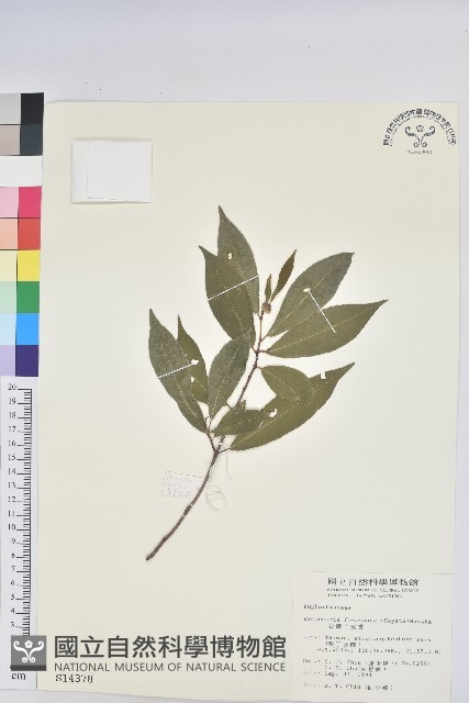 臺灣土沉香藏品圖，第1張