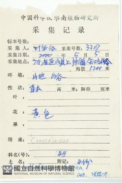 珠芽佛甲草藏品圖，第2張