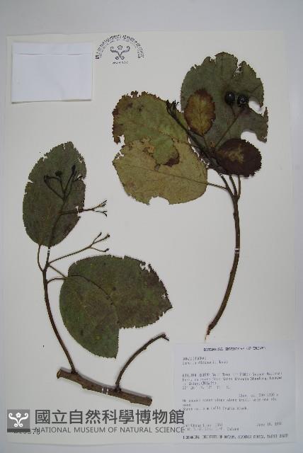 破布烏藏品圖，第1張