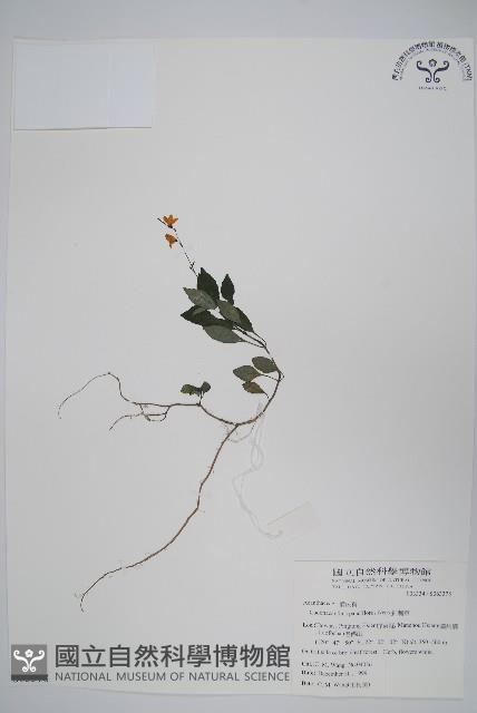 針刺草藏品圖，第1張