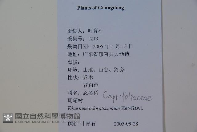 珊瑚樹藏品圖，第2張