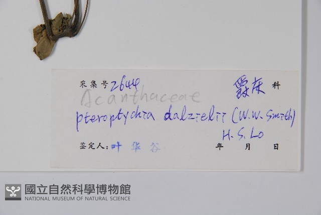 曲枝假藍藏品圖，第2張