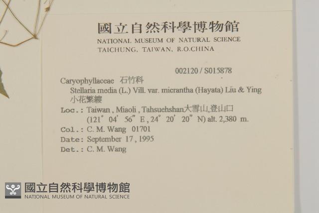 小花繁縷藏品圖，第2張