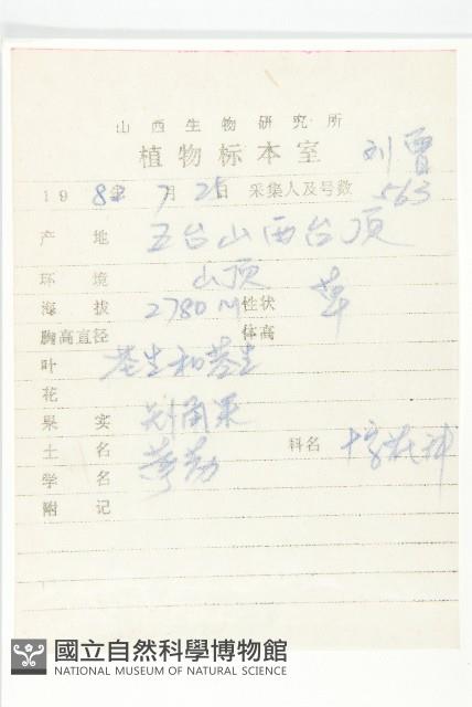 蒙古葶藶藏品圖，第2張