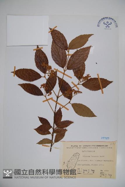 呂宋莢迷藏品圖，第1張