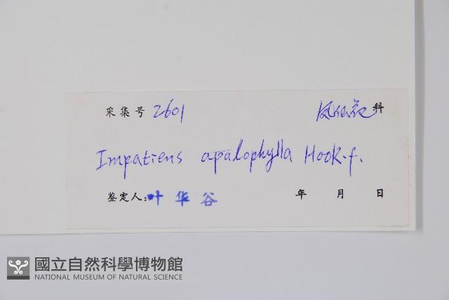 大葉鳳仙花藏品圖，第2張