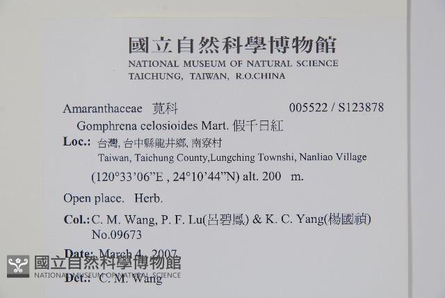 短穗假千日紅藏品圖，第2張