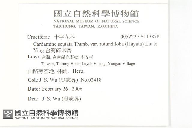 台灣碎米薺藏品圖，第2張