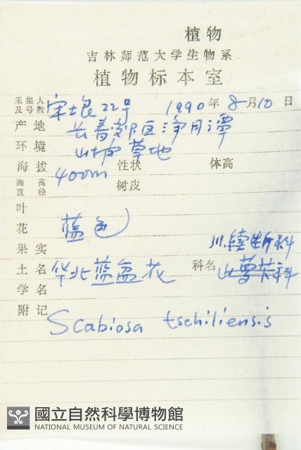 華北藍盆花藏品圖，第2張