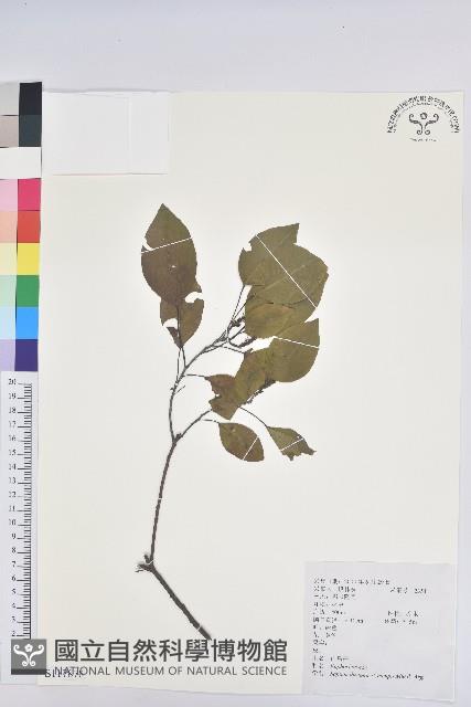 白臼藏品圖，第1張