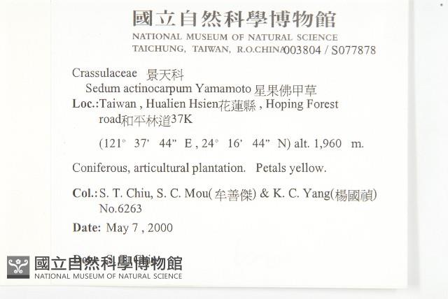 星果佛甲草藏品圖，第2張