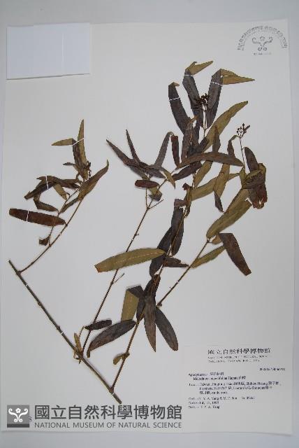 山橙藏品圖，第1張