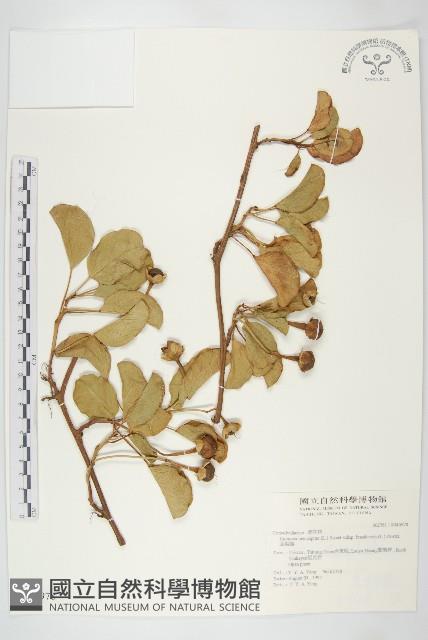 馬鞍藤藏品圖，第1張