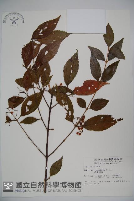 呂宋莢迷藏品圖，第1張