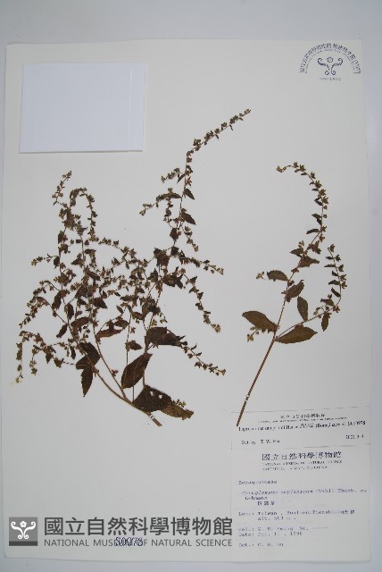 盾果草藏品圖，第1張
