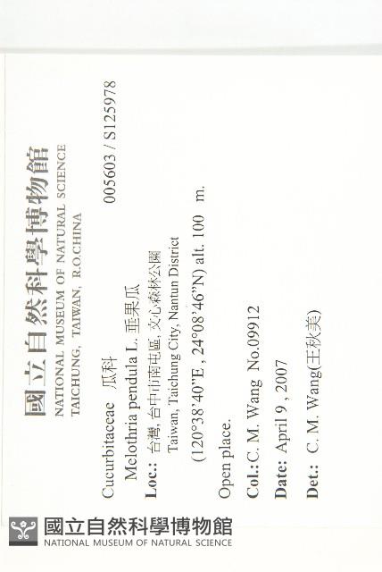 垂果瓜藏品圖，第2張