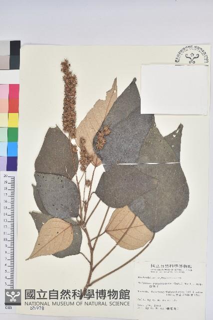 白匏子藏品圖，第1張