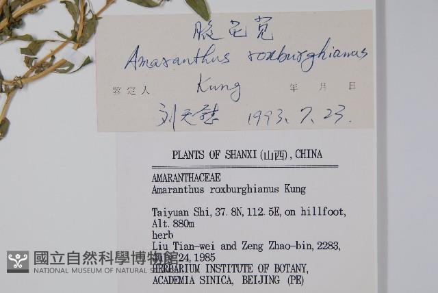 腋花莧藏品圖，第2張