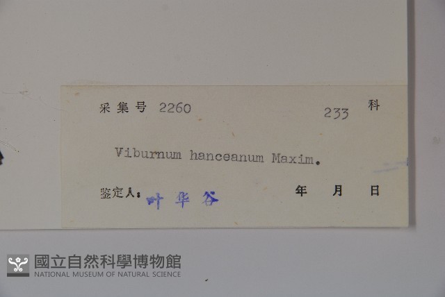 蝶花莢迷藏品圖，第2張