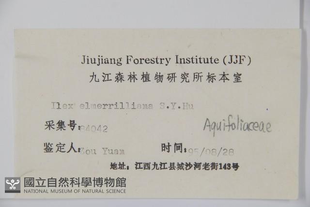 厚葉冬青藏品圖，第2張