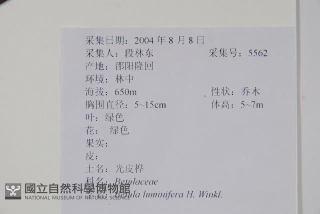 亮葉樺藏品圖，第2張