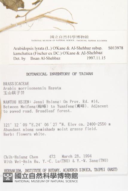 玉山筷子芥藏品圖，第2張