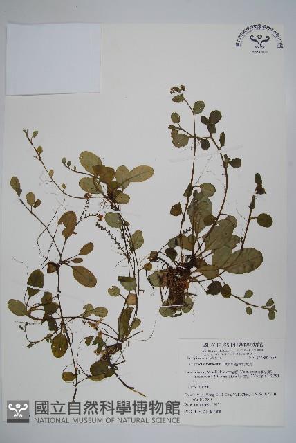 臺灣附地草藏品圖，第1張