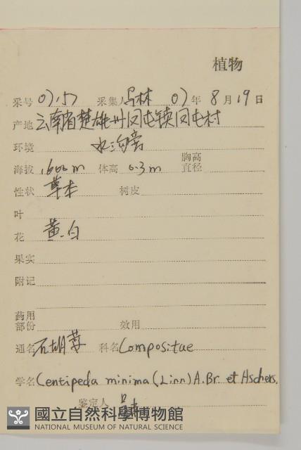 石胡荽、吐金草藏品圖，第2張