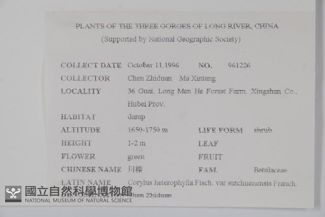 川榛藏品圖，第2張