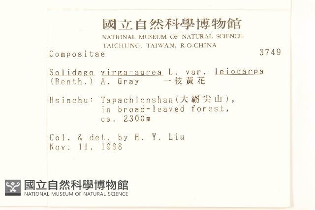 一枝黃花藏品圖，第2張