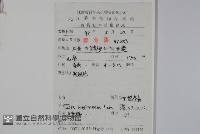 中型冬青藏品圖，第2張