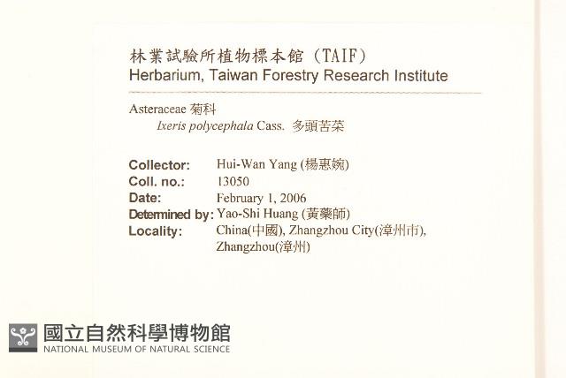 多頭苦菜、野剪刀股藏品圖，第2張