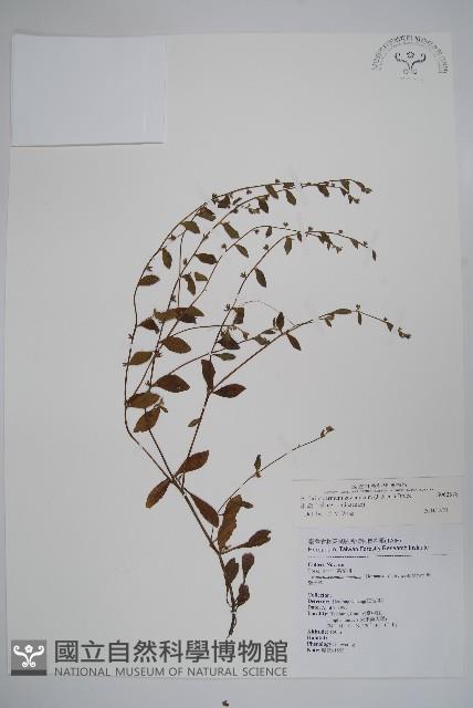 細纍子草藏品圖，第1張