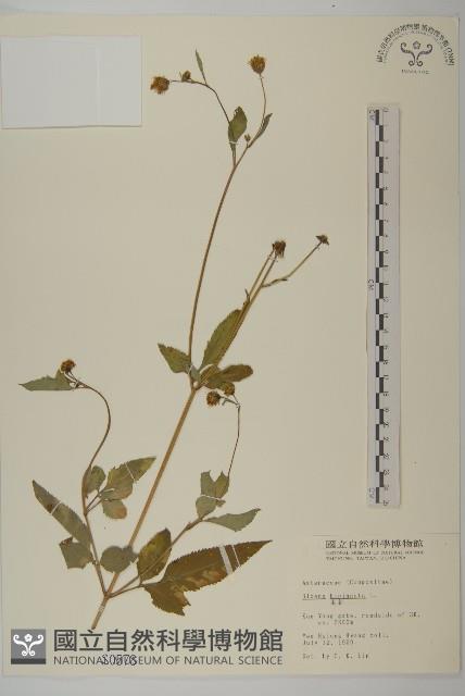 鬼針藏品圖，第1張